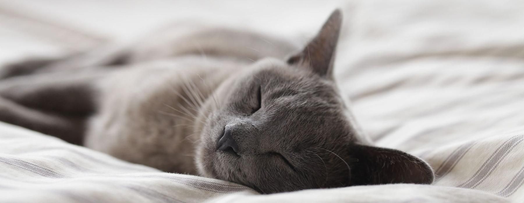 a cat sleeping on a bed